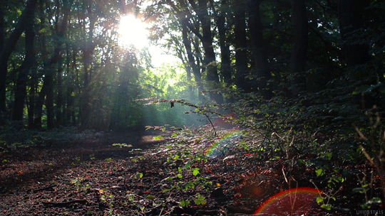 Escape reality and decompress with this simple 5 minute exercise.
(Listen to nature sounds, classical music or your favorite music when doing this exercise.)