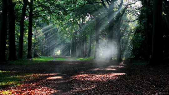 Escape reality and decompress with this simple 5 minute exercise.
(Listen to nature sounds, classical music or your favorite music when doing this exercise.)
