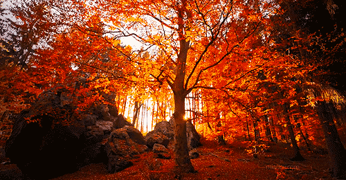 Escape reality and decompress with this simple 5 minute exercise.
(Listen to nature sounds, classical music or your favorite music when doing this exercise.)