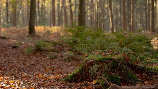 Escape reality and decompress with this simple 5 minute exercise.
(Listen to nature sounds, classical music or your favorite music when doing this exercise.)