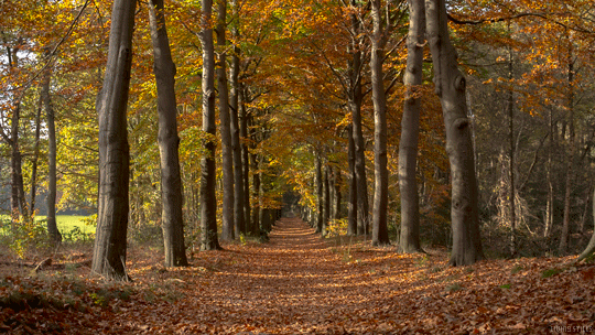Escape reality and decompress with this simple 5 minute exercise.
(Listen to nature sounds, classical music or your favorite music when doing this exercise.)